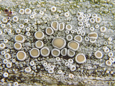 A white lichen with circular tan spots.