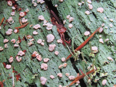 A dark green lichen coats a log with nodules of pink.