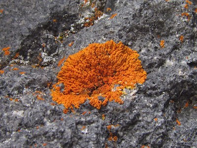 A bright orange circular patch of lichen on a rock.