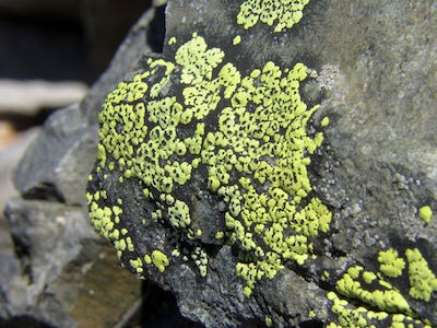 A bright green lichen with black spots attached to a rock.