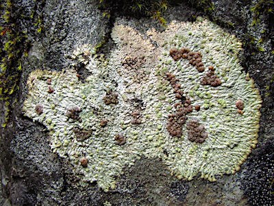 A green-grey patch of lichen with brown spots on a rock.