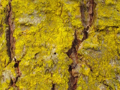 A golden dust-like lichen covering a tree trunk.
