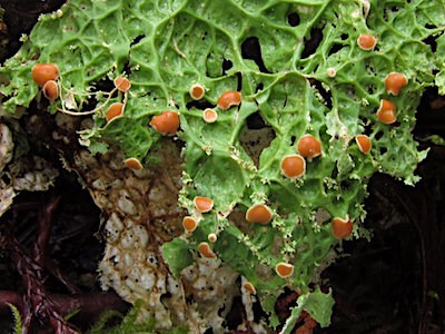 A leafy, bright green lichen with red spots on the edges.