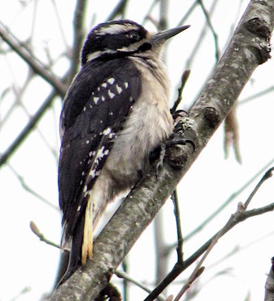 A black and white woodpecker on a branch.