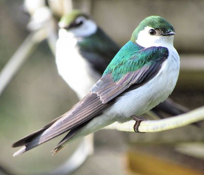 A bright green swallow perches on a telephone line.