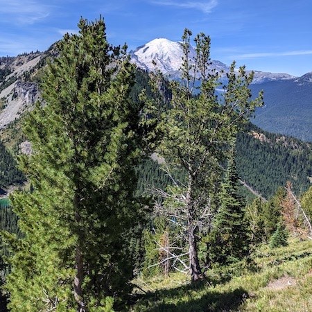 Two whitebark pine trees stand in a meadow along a mountain slope.