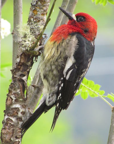 A red-headed woodpecker.