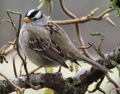 A sparrow with white stripes on the head.