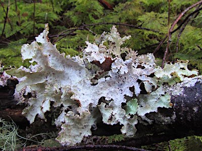 A leafy, grey-white lichen grows on a tree branch.