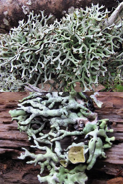 Two images of grey-green lichen with tube-like forked branches.