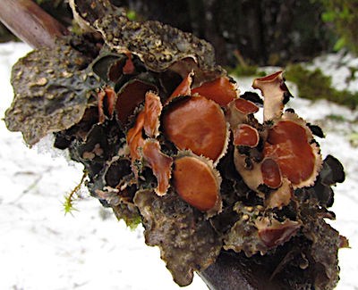 A lichen with round, brownish lobes and darker leaves on a branch.
