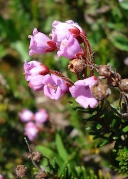 Flowering pink heather.