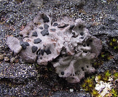 A lumpy grey lichen with darker spots growing on a rock.