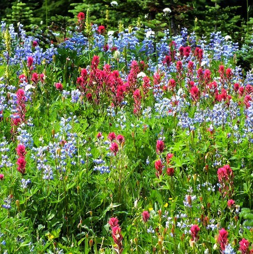 Forest Wildflowers - White - Mount Rainier National Park (U.S. National  Park Service)