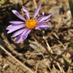 Alpine Aster