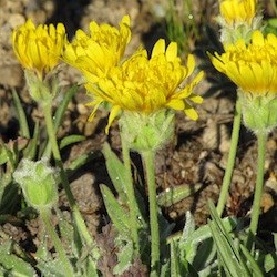 Smooth Mountain Dandelion