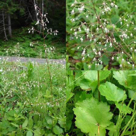 Small White Flowers Growing In Forest. Wildflowers In Summer. Stock Photo,  Picture and Royalty Free Image. Image 60230537.