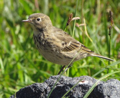 A brown-streaked bird standing on a rock.