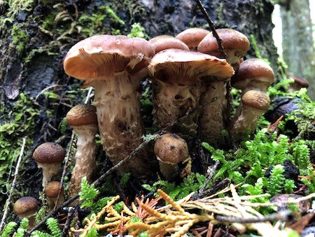 A patch of mushrooms with small brown caps and thick stems growing against a tree.