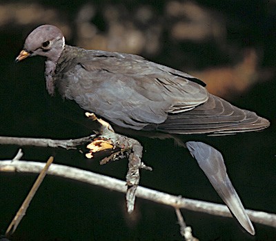 Doves and Pigeons  Oregon Department of Fish & Wildlife