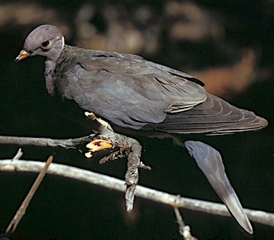 A pigeon perched on a branch.