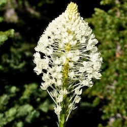 Forest Wildflowers - White - Mount Rainier National Park (U.S.