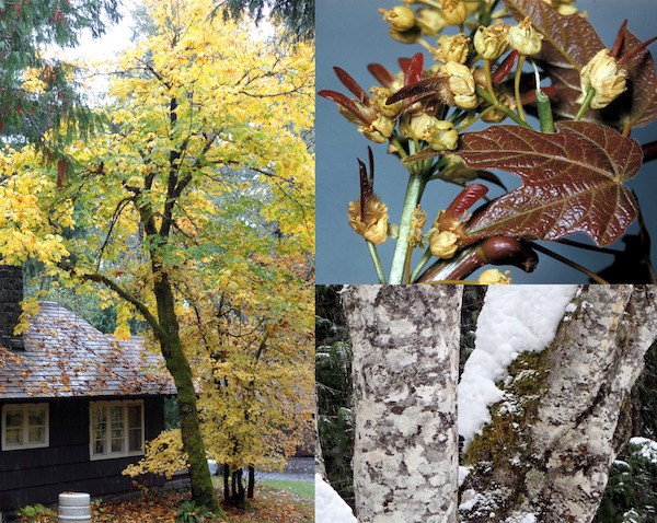 (Left) A moss-covered tree with bright yellow leaves shades a wood cabin; (top right) reddish leaves next to yellow flowers transitioning to winged seeds; (bottom right) Splotchy grey-brown tree trunk partly covered in snow and moss.