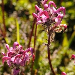 Bird's Beak Lousewort