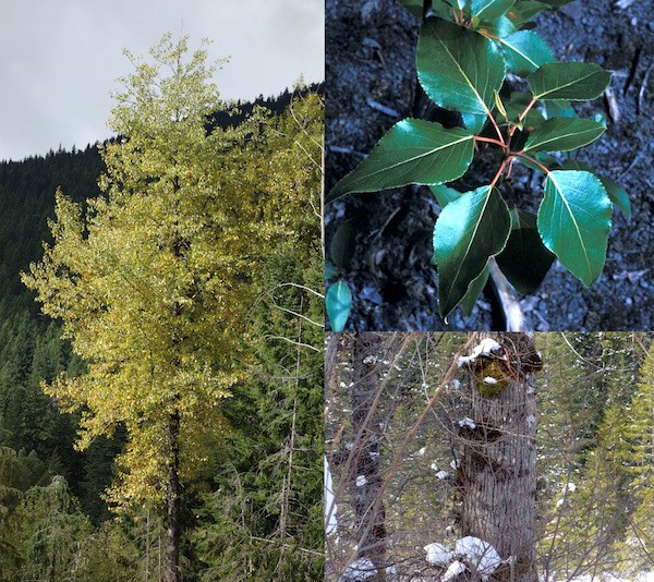 (Left) A tall tree with yellow leaves; (top right) a cluster of green pointed leaves; (bottom right) A trunk with grey, grooved bark.