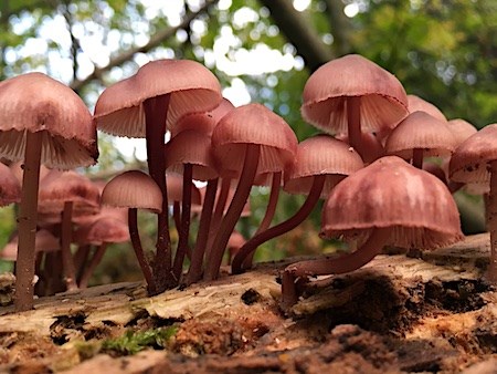 A patch of pink-red mushrooms growing out of a rotting log.