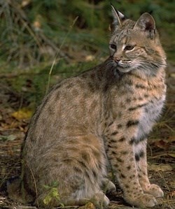 Bobcat