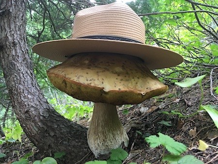 A very large mushroom supporting a ranger flat hat.