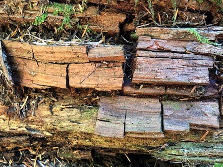 A rotting log breaking up into chunks.