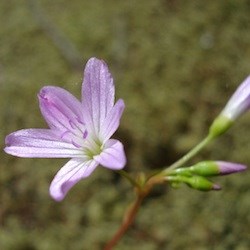 Spring Beauty