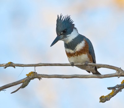 A blue-white bird perches on a branch.