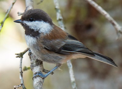 A small fluffy grey bird with a black cap and white cheeks and a brown back perches on a branch.