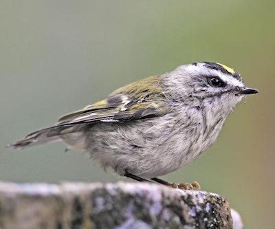 A tiny bird with a gold crest.