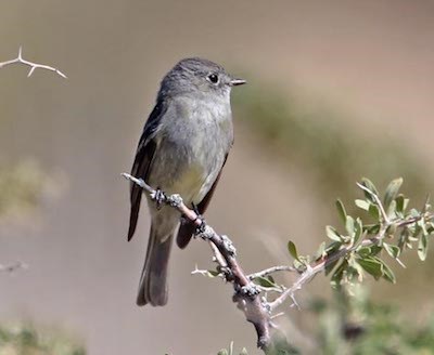 A small grey bird perched on a branch.