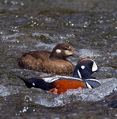 A colorful and drab duck in a turbulent river.