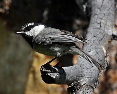 A small grey bird with a black head and a white stripe over the eye.