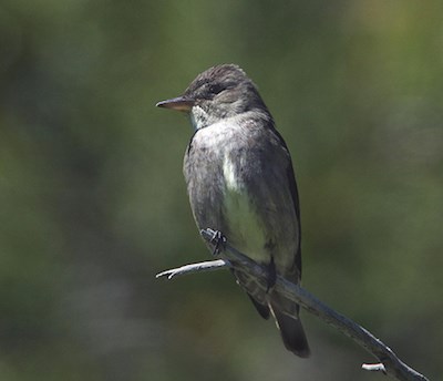 A dark grey bird with a white belly and throat.