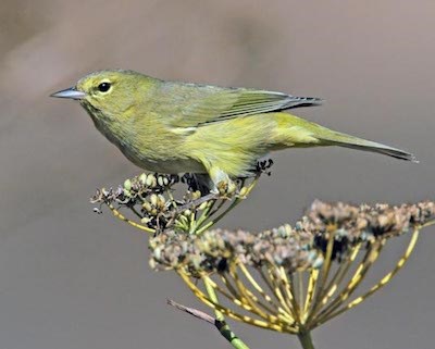 A yellow bird perches on a flower seedhead.