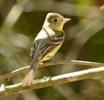 A small brown-green bird perching on a branch.