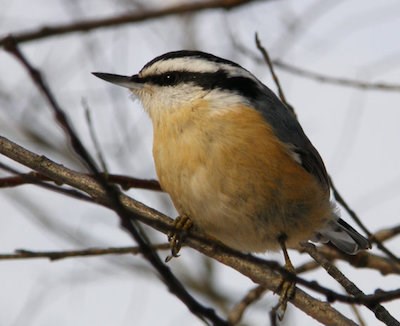 A small bird with a orange belly perches on a branch.