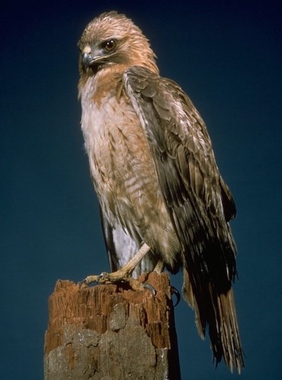 A pale reddish hawk perches on a snag.