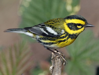 A yellow and black-streaked bird.