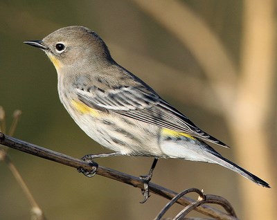 A brown bird with yellow patches on throat, flanks, and rump.