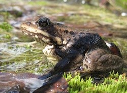 Cascade Frog