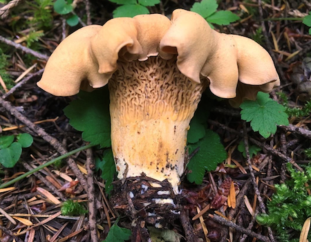 A tan mushroom with a wavy cap pulled out and resting on the forest floor.