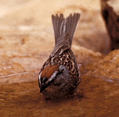 A sparrow with a red crown drinks from a pool of water in a rock.